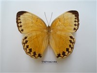 藏品(箭環蝶)的圖片